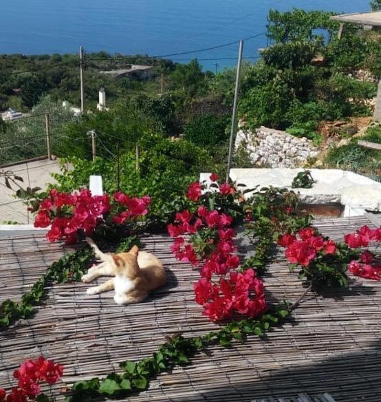 Stefanel View-Frederika Villa Himare Exteriör bild